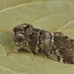 Drymonia ruficornis - Chochlatka dubová 201609