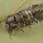 Drymonia ruficornis - Chochlatka dubová 202717