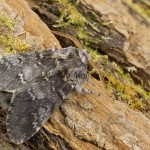 Drymonia ruficornis - Chochlatka dubová 185622