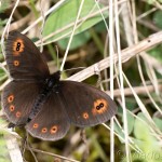 Erebia medusa - Očkáň prstovkový 18-51-38