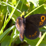 Erebia medusa - Očkáň prstovkový IMG_2521