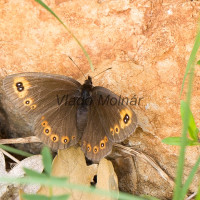 Erebia medusa - Očkáň prstovkový IMG_4594