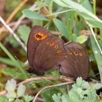 Erebia medusa - Očkáň prstovkový IMG_9373