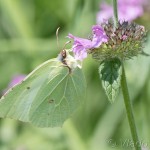 Gonepteryx rhamni - Žltáčik rašetliakový IMG_1862