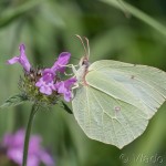 Gonepteryx rhamni - Žltáčik rašetliakový IMG_1867