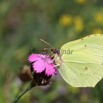 Gonepteryx rhamni - Žltáčik rašetliakový IMG_2344