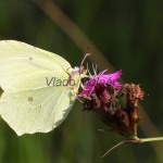 Gonepteryx rhamni- Žltáčik rešetliakový IMG_4548