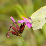 Gonepteryx rhamni- Žltáčik rešetliakový IMG_4595