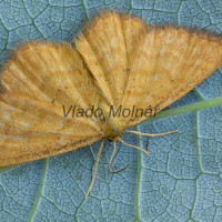 Idaea serpentata cf - Piadica hlinožltá 191026