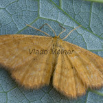 Idaea serpentata cf - Piadica hlinožltá 192312