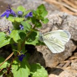 Leptidea sp. - Mlynárik IMG_9982