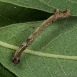 Plagodis pulveraria - Listnatka vŕbová 18-08-44