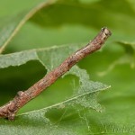 Plagodis pulveraria - Listnatka vŕbová 19-40-06
