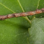 Plagodis pulveraria - Listnatka vŕbová 19-41-15