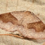 Plagodis pulveraria - Listnatka vŕbová 20-00-34