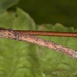 Plagodis pulveraria - Listnatka vŕbová 20-25-14