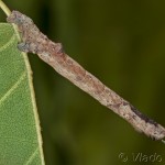 Plagodis pulveraria - Listnatka vŕbová 20-26-59