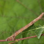 Plagodis pulveraria - Listnatka vŕbová 21-31-31