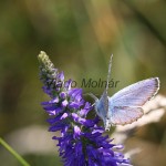 Plebejus argus - Modráčik čiernoobrúbený IMG_3202