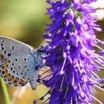 Plebejus argus - Modráčik čiernoobrúbený IMG_3204