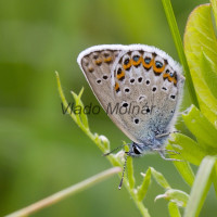 Plebejus argus - Modráčik čiernoobrúbený IMG_4917