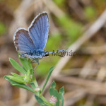 Plebejus argus - Modráčik čiernoobrúbený IMG_9957