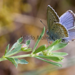 Plebejus argus - Modráčik čiernoobrúbený IMG_9960