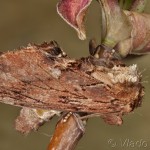 Ptilodon capucina - Chochlatka jelšinová