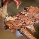 Ptilodon capucina - Chochlatka jelšinová 18-39-45