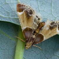 Pyralis farinalis - Vijačka domová 164102