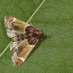 Pyralis farinalis - Vijačka domová 18-20-22