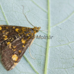 Pyrausta aurata - Vijačka zlatoškvrnná 165654