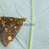 Pyrausta aurata - Vijačka zlatoškvrnná 165654