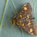 Pyrausta aurata - Vijačka zlatoškvrnná 182544