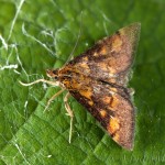 Pyrausta aurata - Vijačka zlatoškvrnná 20-41-24