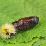 Rhyparia purpurata - Spriadač purpurový 21-40-17