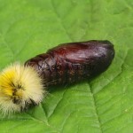 Rhyparia purpurata - Spriadač purpurový 21-41-30