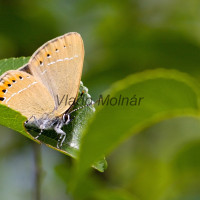 Satyrium pruni - Ostrôžkár slivkový IMG_4518