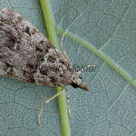 Scopariinae sp 191242