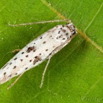 Yponomeuta plumbella - Priadzovec bršlenový 20-38-09