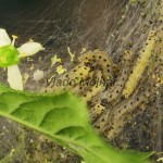 Yponomeuta plumbella - Priadzovec bršlenový 213511
