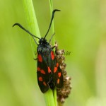 Zygaena filipendulae - Vretienka obyčajná IMG_0565