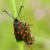 Zygaena filipendulae - Vretienka obyčajná IMG_0566