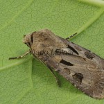 Agrotis exclamationis - Siatica výkričníková 085419