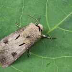 Agrotis exclamationis - Siatica výkričníková 090006