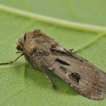 Agrotis exclamationis - Siatica výkričníková 090040