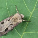 Agrotis exclamationis - Siatica výkričníková 090443