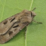 Agrotis exclamationis - Siatica výkričníková 101533