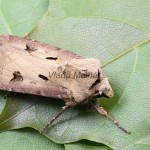 Agrotis exclamationis - Siatica výkričníková 123000