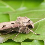 Agrotis exclamationis - Siatica výkričníková 123703